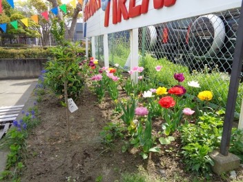 花が見頃になっています